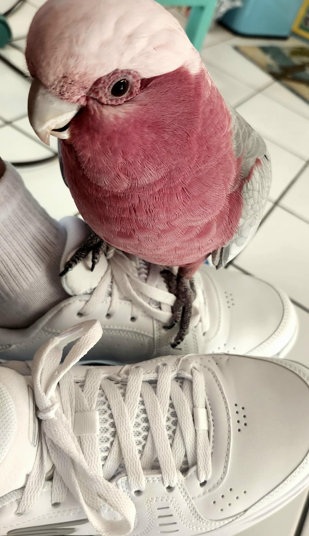 Skechers Viper Court Smash sole pattern and side profile detail view